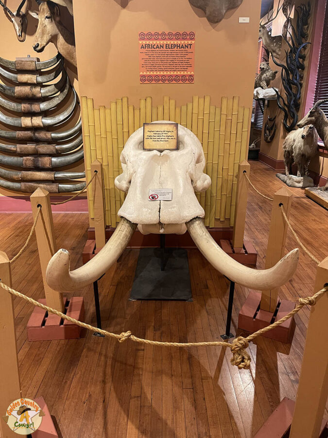 elephant skull in the Hall of Horns in the Buckhorn Saloon Museum