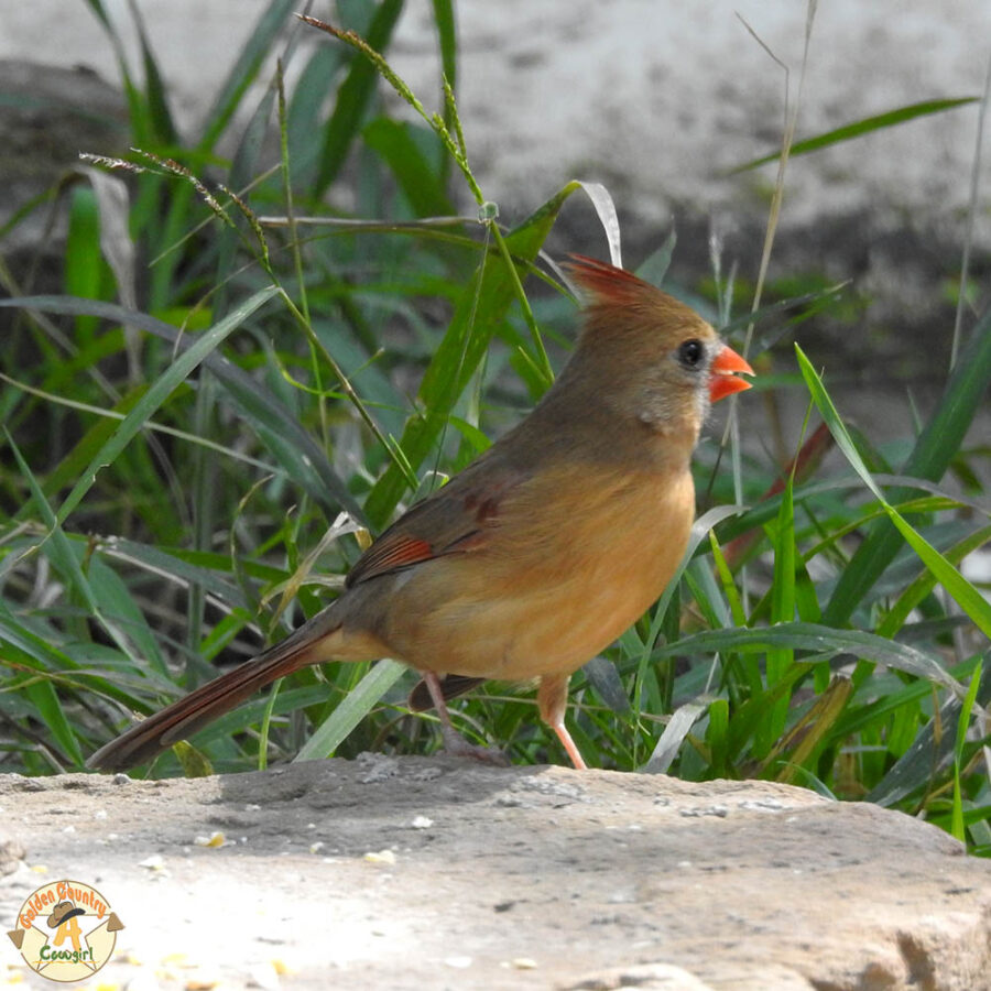 Female cardinal