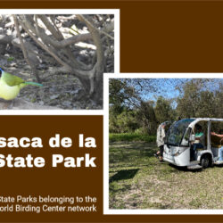 Resaca-de-la-Palma-State-Park H2