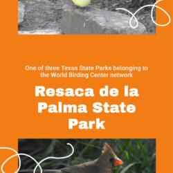 Resaca-de-la-Palma-State-Park V6