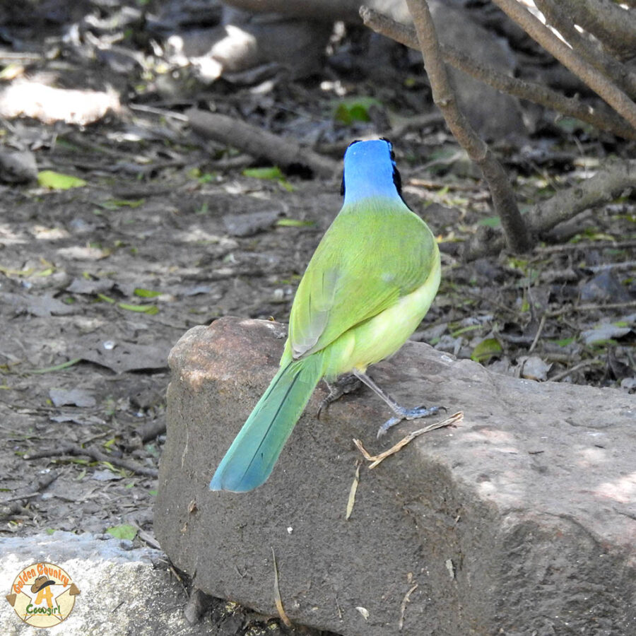 green jay at Resaca de la Palma