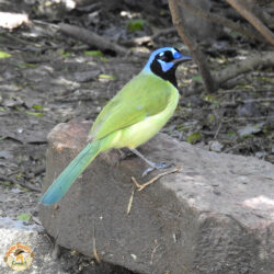 green jay side view