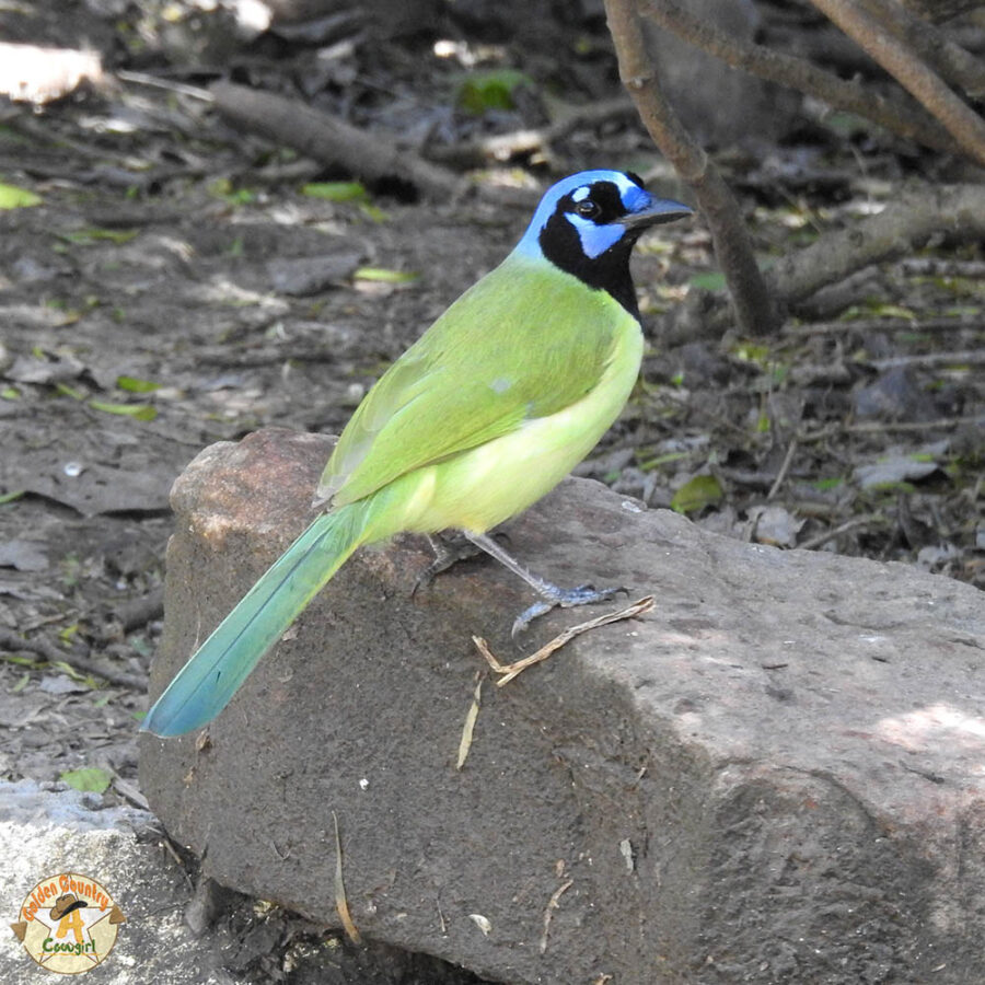 green jay at Resaca de la Palma