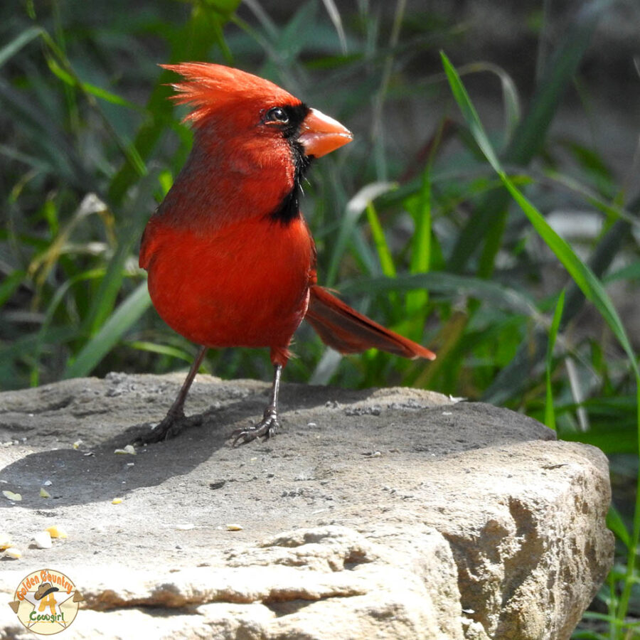 male cardinal