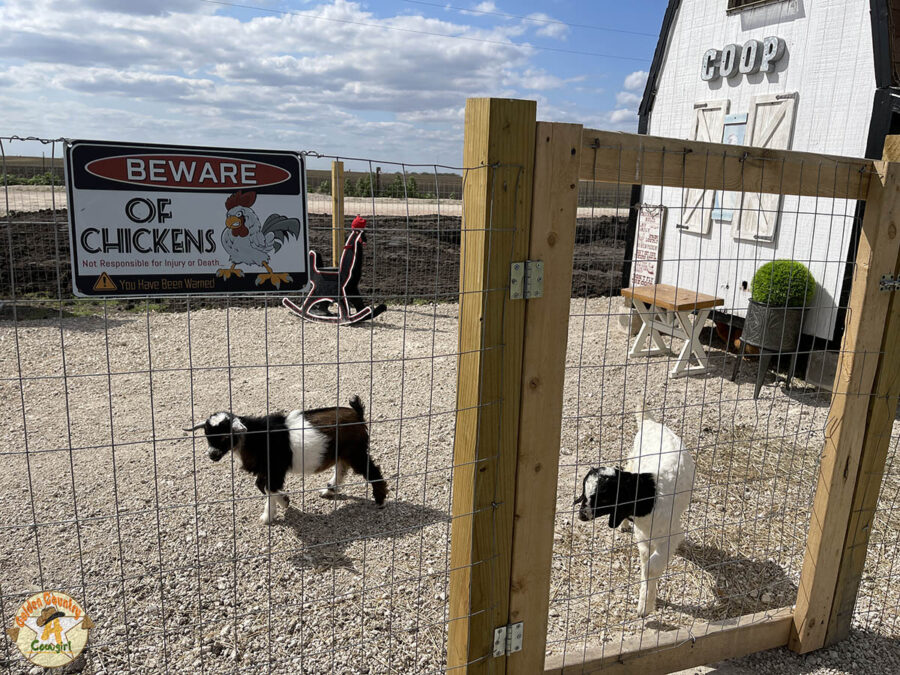 more than alpacas at the alpaca ranch in the Rio Grande Valley