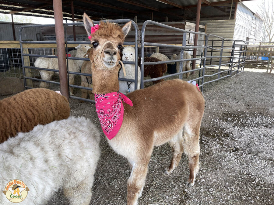 ready for a walk with a visitor at the alpaca ranch in the Rio Grande Valley