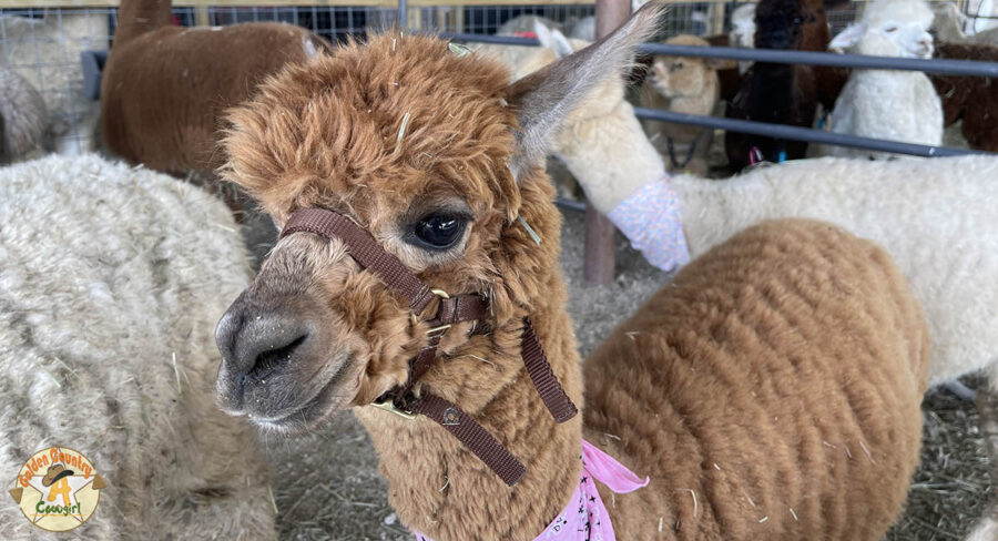 Alpaquita brown alpaca