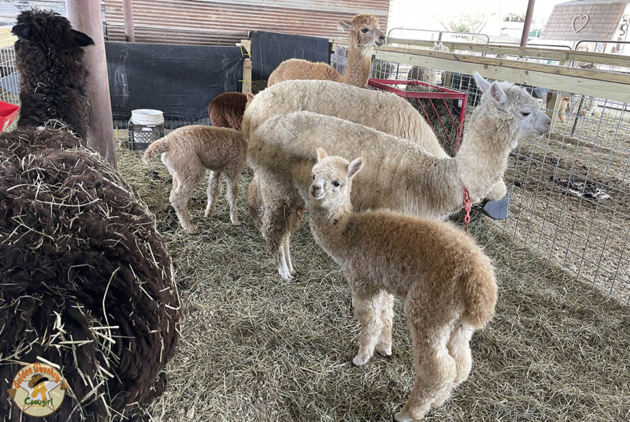 Alpaquita four alpacas with babies at the alpaca ranch in the Rio Grande Valley