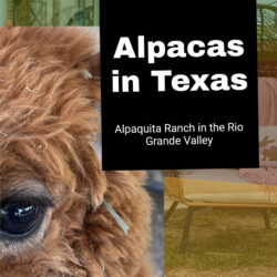 P1 Alpacas-in-Texas