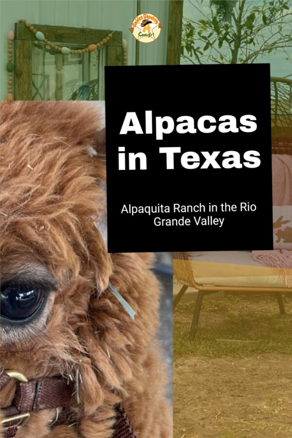 photo of eye of alpaca with text overlay: Alpacas in Texas Alpaquita Ranch in the Rio Grande Valley