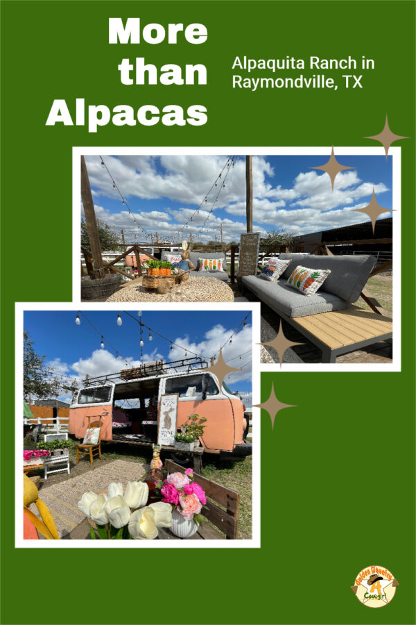 two photos with text overlay: More than Alpacas Alpaquita Ranch in Raymondville, TX