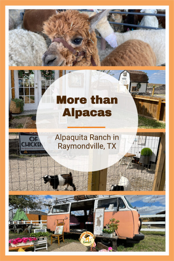 four photos with text overlay: More than Alpacas Alpaquita Ranch in Raymondville, TX