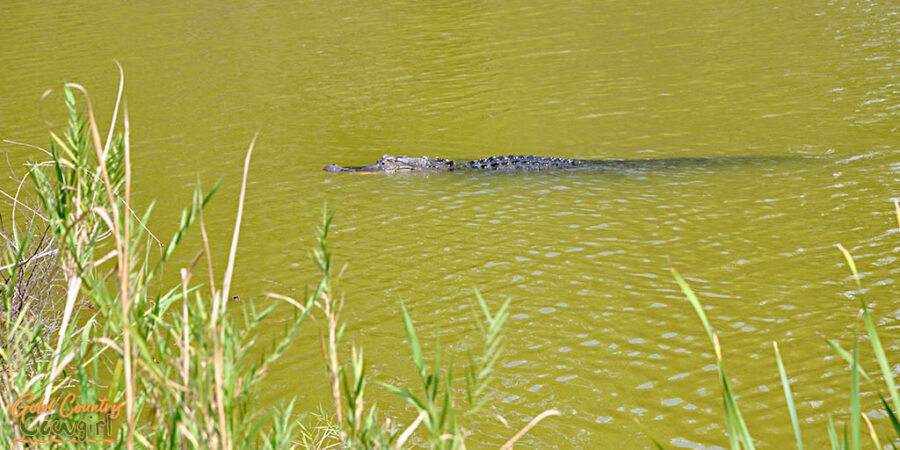an alligator at the Estero Llano Grande World Birding Center location