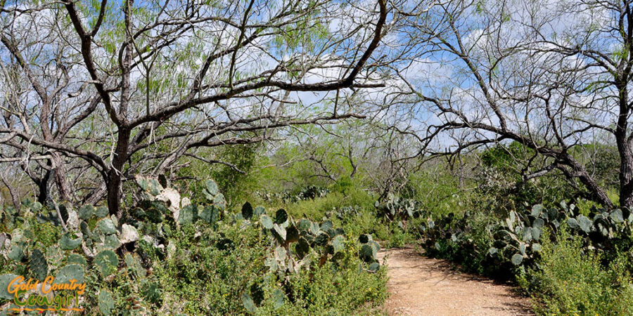 Walkway lined with cactus at Harlingen Thicket World Birding Center location