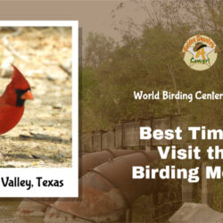 Best-Time-to-Visit-this-Birding-Mecca 1
