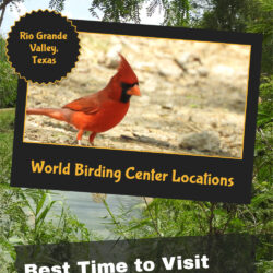 Best-Time-to-Visit-this-Birding-Mecca 4