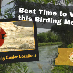World Birding Center Locations and Best Time to Visit