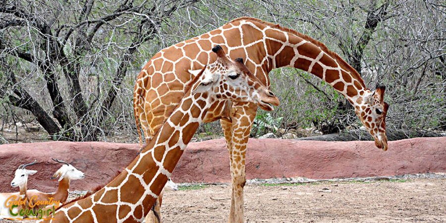 two giraffes at Gladys Porter Zoo