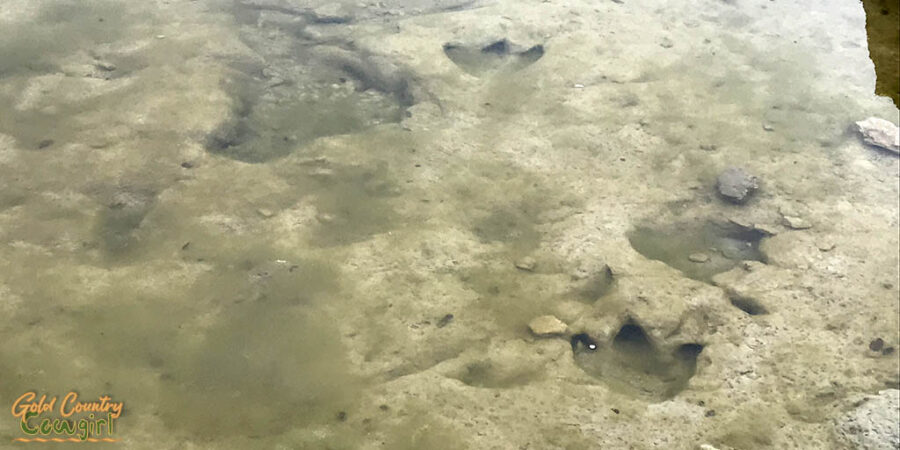 Dinosaur tracks at Dinosaur Valley State Park