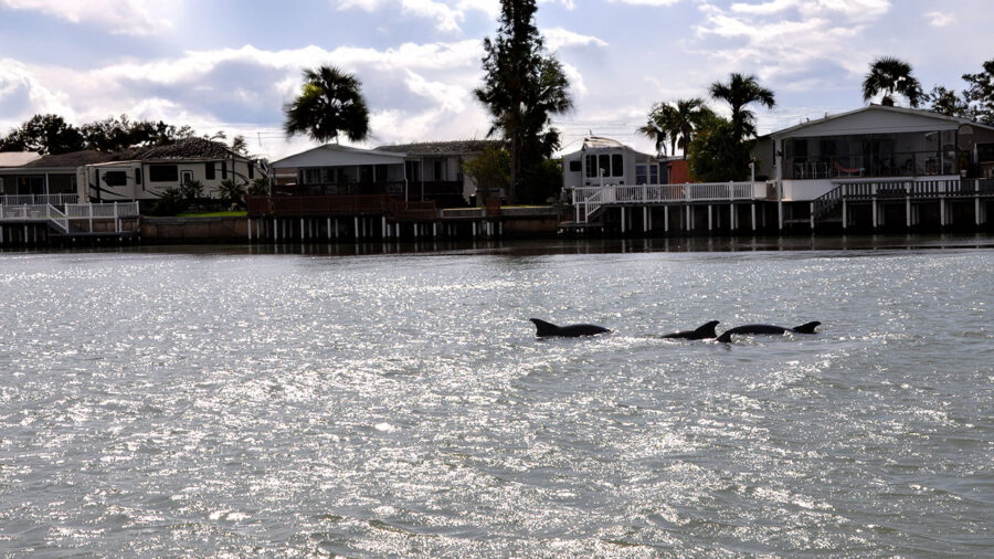 Dolphins in Laguna Madre seen during dolphin watching cruise on South Padre Island.
