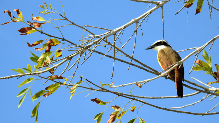 Great Kiskadee
