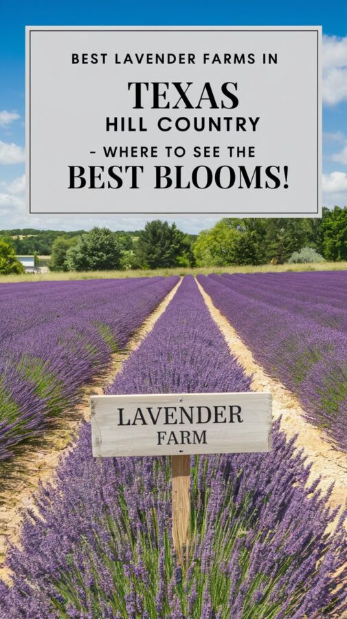 Rows of lavender in full bloom with text that says Best Lavender Farms in Texas Hill Country - Where to See the Best Blooms.