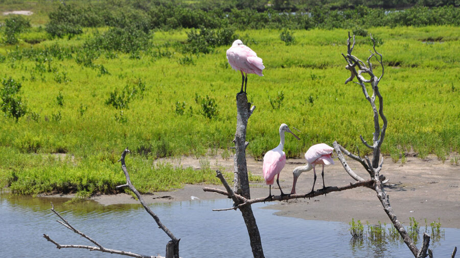 South Padre Island Birding Center