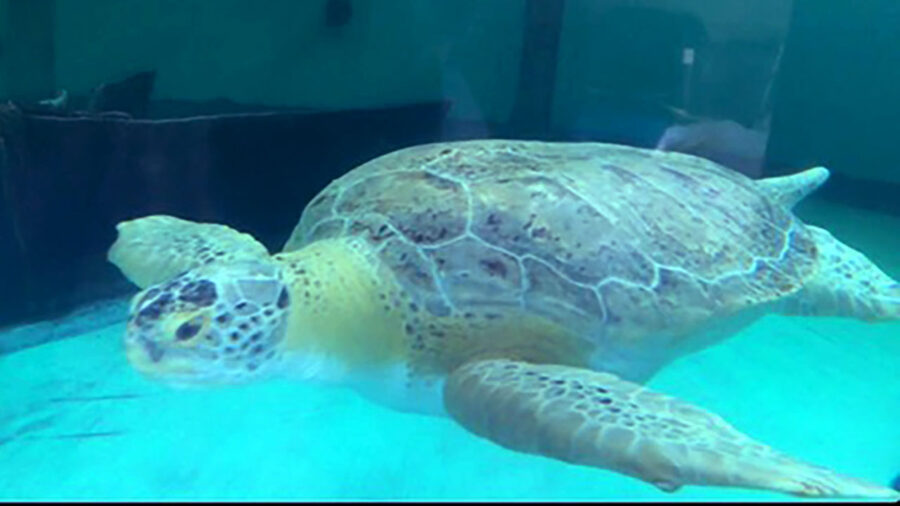 Rescued turlte at Sea Turtle Inc on South Padre Island.