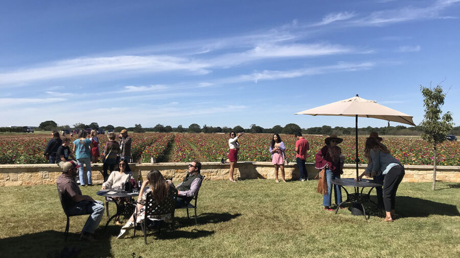 Becker Vineyards outdoor seating area overlooking wildflowers. A favorite spot in Texas Hill Country.