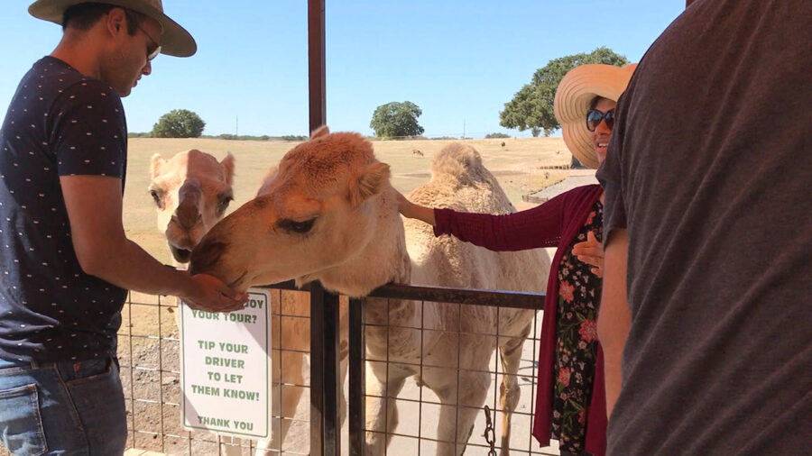 Hand feeding camels at Exotic Resort Zoo in Johnson City, Texas, one of my favorite places.